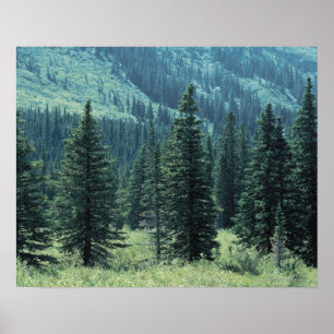 Affiche Arbres dans le Parc National des Glaciers, Montana