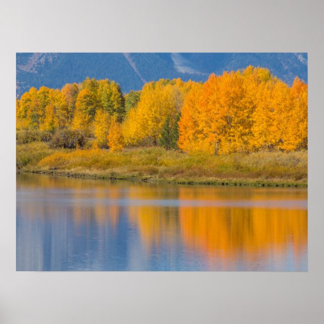 Affiche Arbres d'Aspen couleur d'automne (Devant)