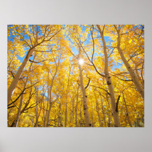 Affiche Arbres d'Aspen Sierra Nevada Mountains, CA