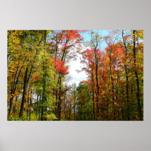 Affiche Arbres d'automne et ciel bleu Photographie de la n
