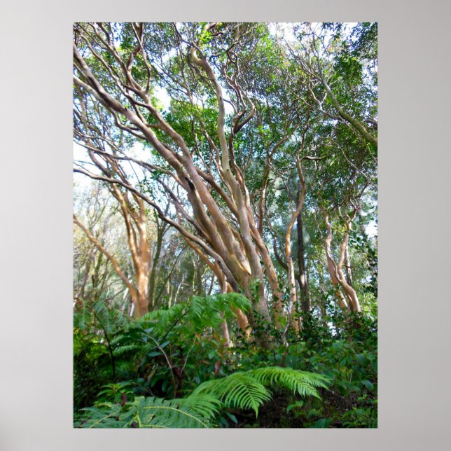 Affiche Arbres de goyaves fraises (Devant)