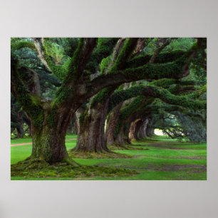 AFFICHE ARBRES DE LA LOUISIANE LIVE OAK