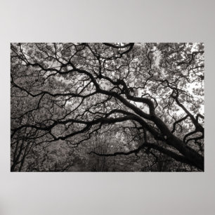 Affiche Arbres de Magnolia en fleurs 01