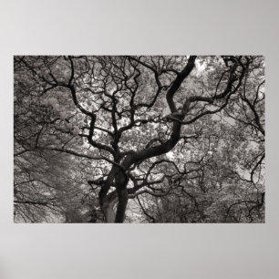 Affiche Arbres de Magnolia en fleurs 03