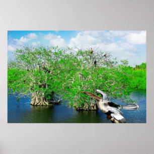 Affiche Arbres de mangrove et Anhinga, Floride Everglades