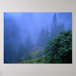 Affiche Arbres de mystère