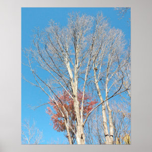 Affiche Arbres dénudés