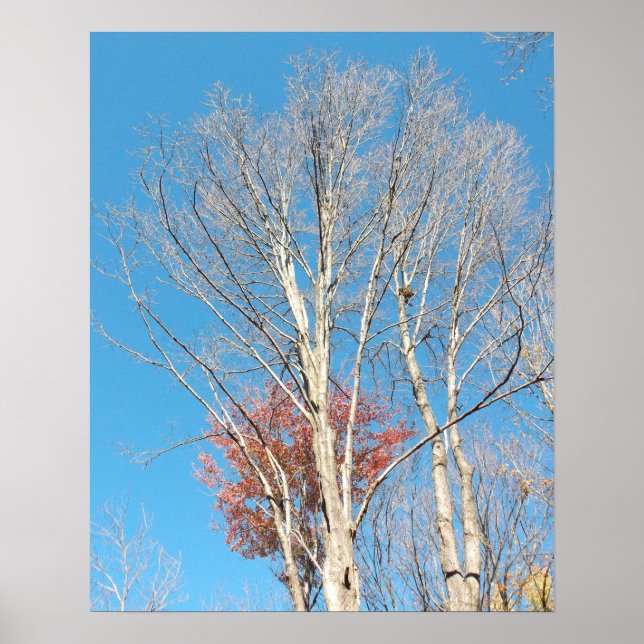 Affiche Arbres dénudés (Devant)