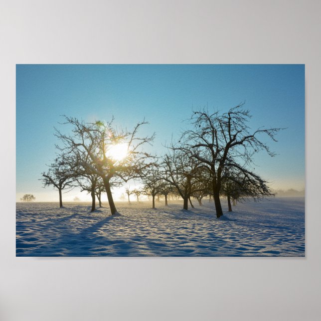 Affiche Arbres d'hiver au lever du soleil (Devant)