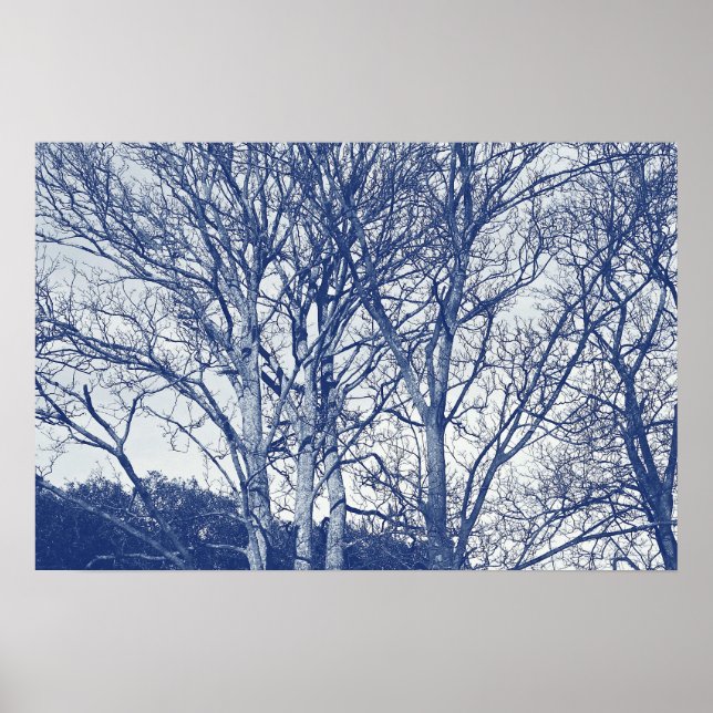 Affiche Arbres en hiver - Effet Cyanotype (Devant)