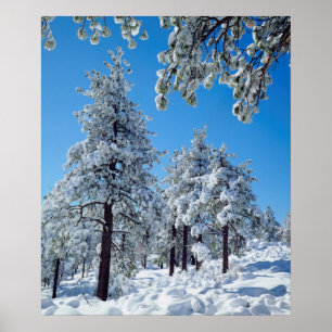 Affiche Arbres enneigés dans les montagnes de Laguna