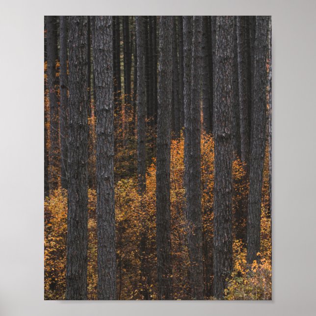 Affiche Arbres et feuillage d'automne doré (Devant)