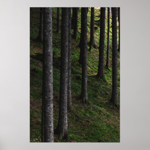 Affiche Arbres et mousse verte