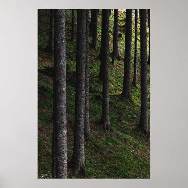 Affiche Arbres et mousse verte (Devant)