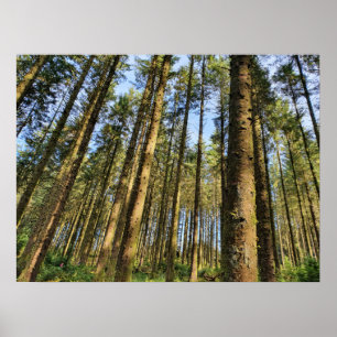 Affiche Arbres forestiers