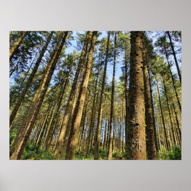 Affiche Arbres forestiers (Devant)