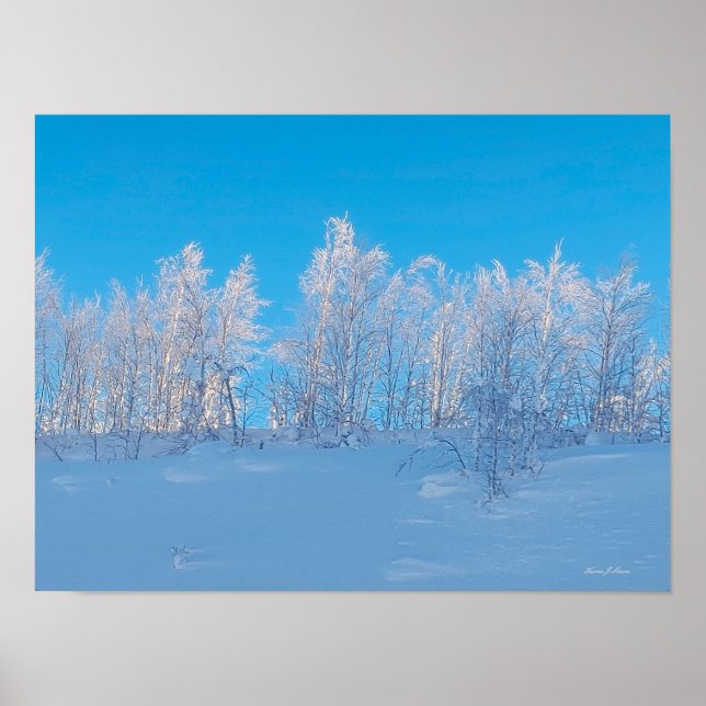 Affiche Arbres givrés (Devant)
