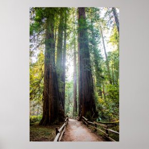 Affiche Arbres grands