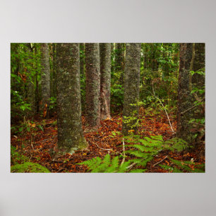 Affiche Arbres Kuri Nouvelle-Zélande