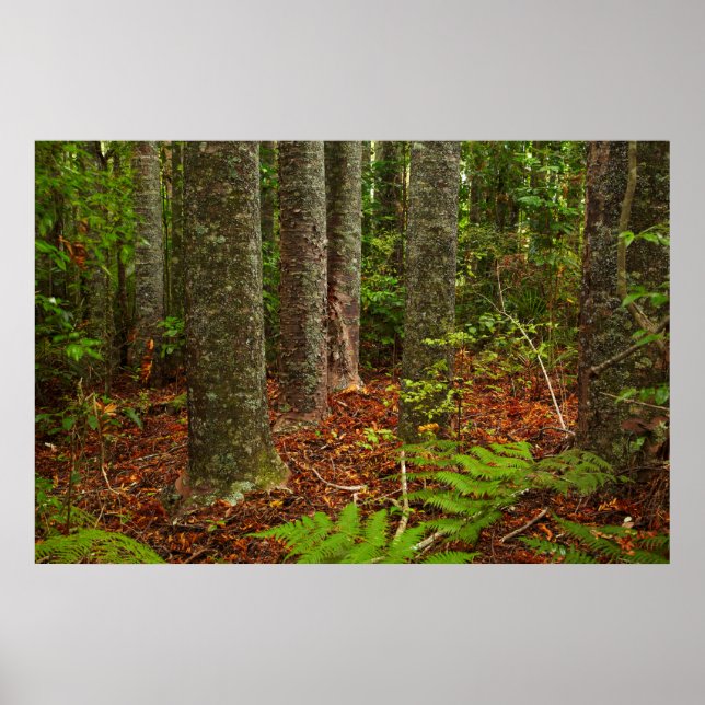 Affiche Arbres Kuri | Nouvelle-Zélande (Devant)