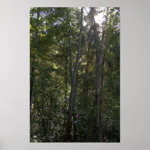 Affiche Arbres le long du sentier Holy Jim - Comté d'Orang