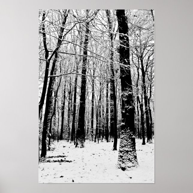 Affiche Arbres noirs et blancs en hiver  (Devant)