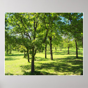 Affiche Arbres pittoresques