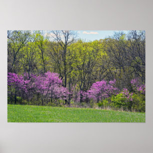 Affiche Arbres Redbud de la forêt Shawnee Mission Parks Ka