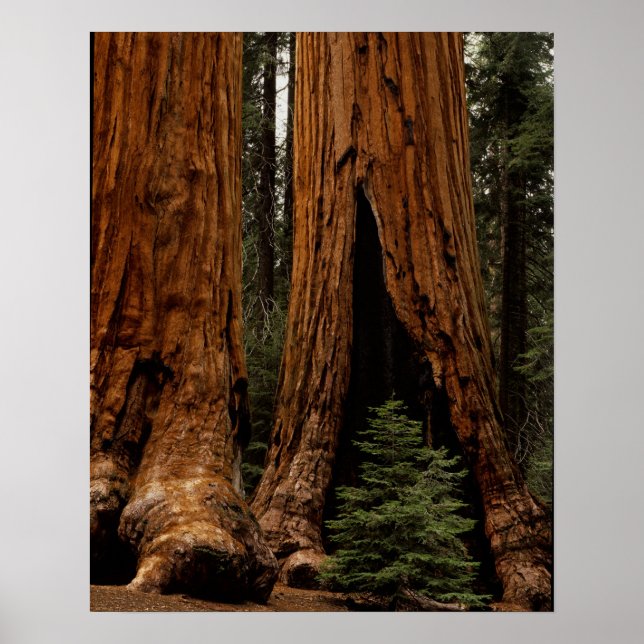 Affiche Arbres Redwood, Parc national de Sequoia. (Devant)