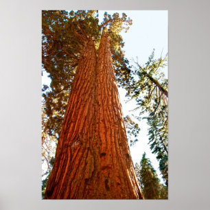 Affiche Arbres séquoias du couple fidèle, Yosemite