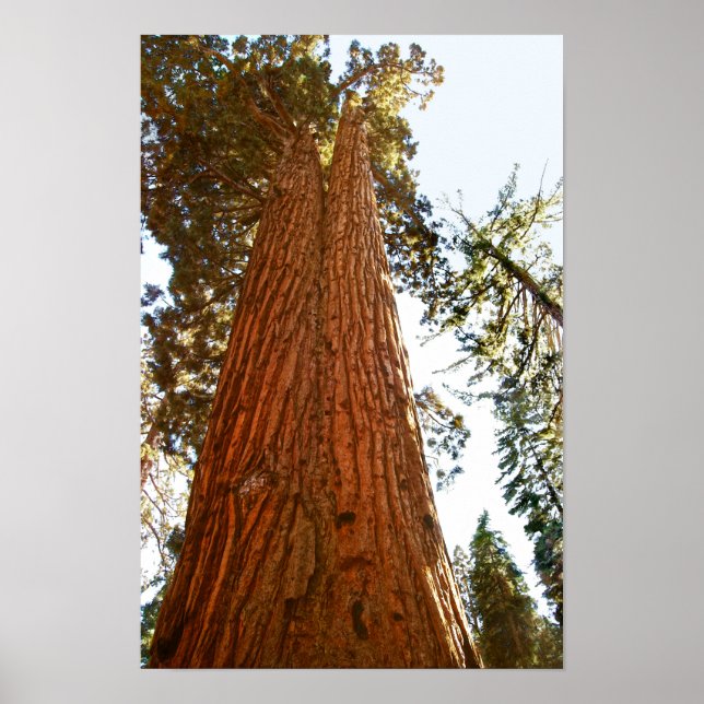 Affiche Arbres séquoias du couple fidèle, Yosemite (Devant)