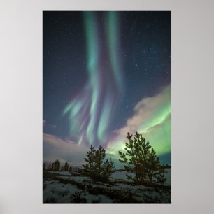 Affiche Arbres sous les lumières du Nord