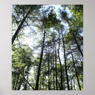 Affiche Arbres sous-marins au soleil