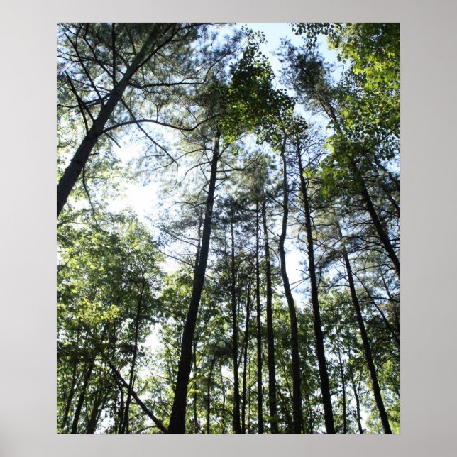 Affiche Arbres sous-marins au soleil (Devant)