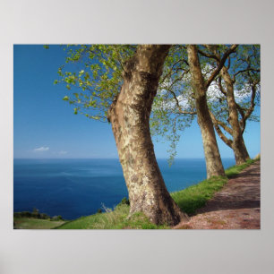 Affiche Arbres surplombant l'océan