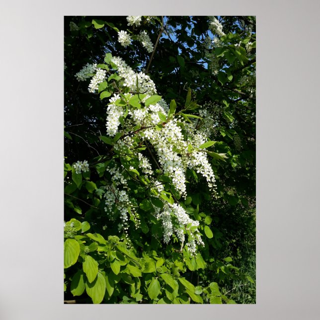 Affiche Arbuste à fleurs blanches (Devant)