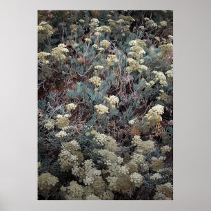 Affiche Arbuste côtier coloré en été