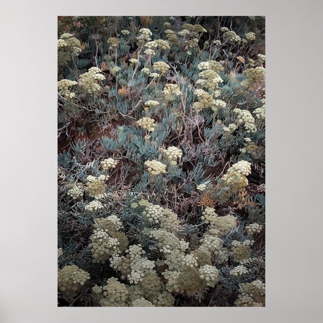 Affiche Arbuste côtier coloré en été (Devant)
