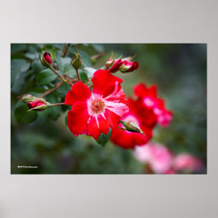 Affiche Arbuste du 4 juillet