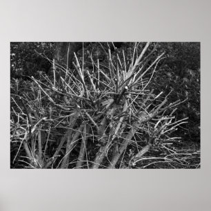 Affiche Arbuste moulu