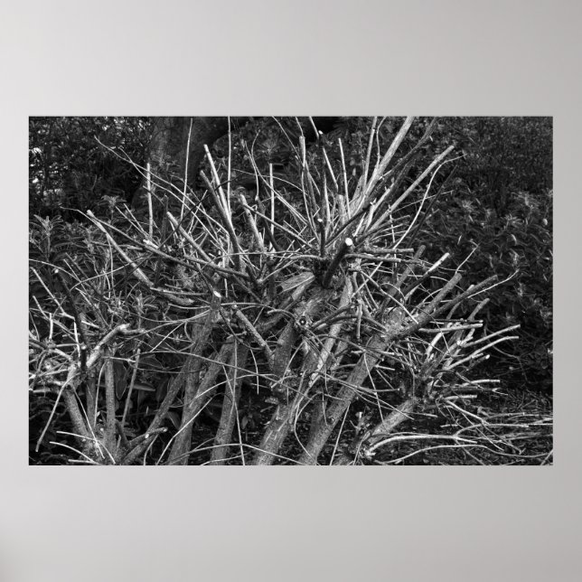 Affiche Arbuste moulu (Devant)