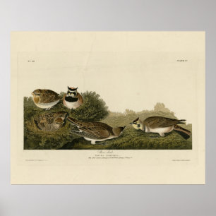 Affiche Arc de rivage (Arc de corne) Audubon Birds of Amer