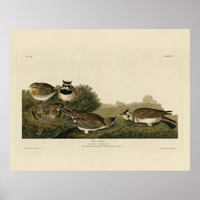 Affiche Arc de rivage (Arc de corne) Audubon Birds of Amer (Devant)