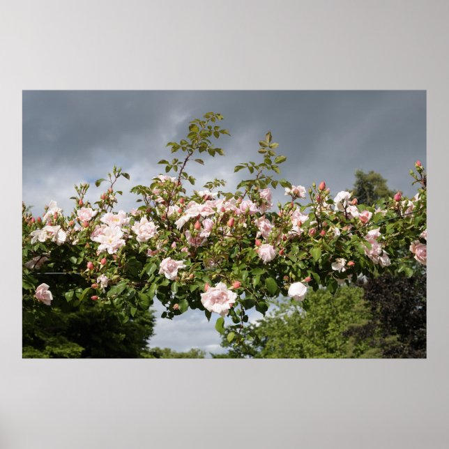 Affiche arc de rose (Devant)