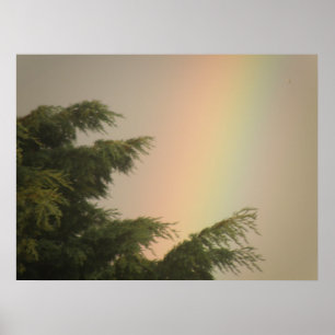 Affiche Arc en ciel et arbres