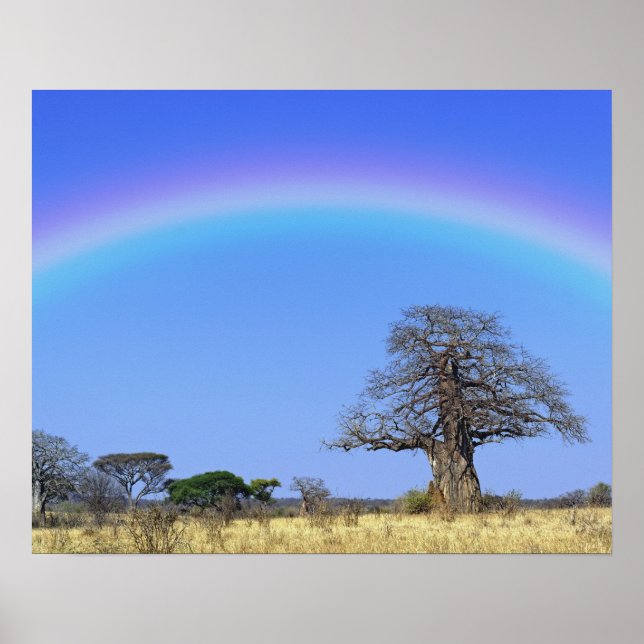 Affiche Arc-en-ciel et baobab africain, Adansonia (Devant)