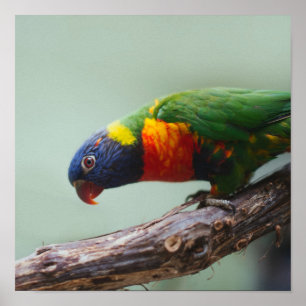 Affiche Arc-en-ciel Lorikeet