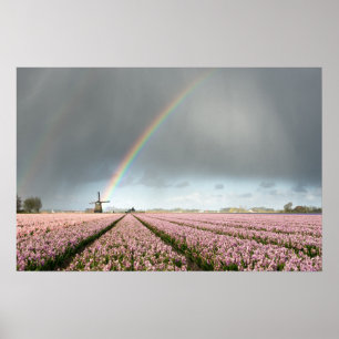 Affiche Arc-en-ciel sur des jacinthes et un moulin à vent