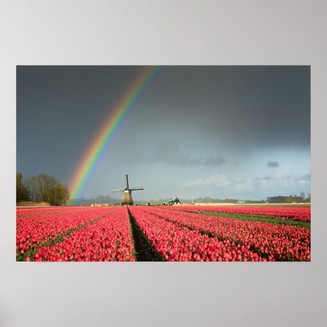 Affiche arc-en-ciel, tulipes et moulin à vent (Devant)