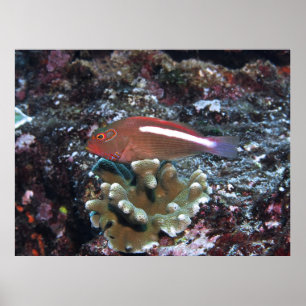 Affiche Arc Eye Hawfish